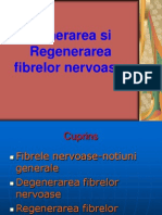 Generarea Si Regenerarea A Fibrelor Nervoase