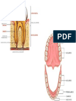 Dientes