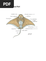 Download Ciri Khusus Pada Ikan Pari by muh_marsih95 SN190788542 doc pdf