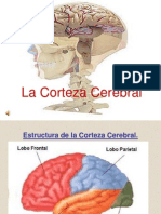 Bases Biolgicasl A Corteza Cerebral