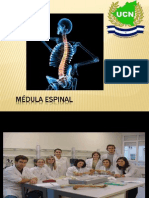 Medula Espinal Actualizada