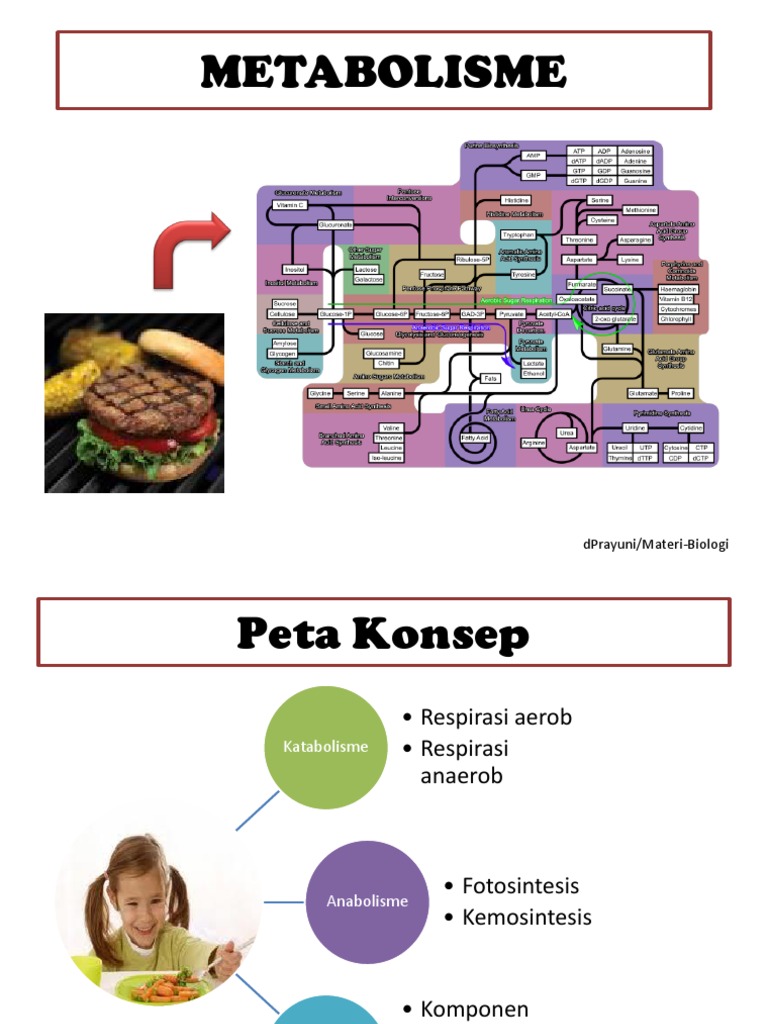 Metabolisme
