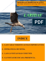 Identificacion de Gaviotas - Copia - Copia 2