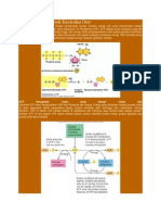 Sumber Energi Untuk Kontraksi Otot