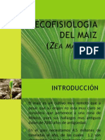 Ecofisiologia Del Maiz