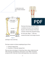 Eiffel Tower and Femur