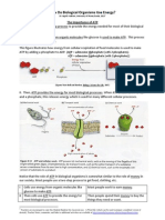 how organisms use energy sho 0