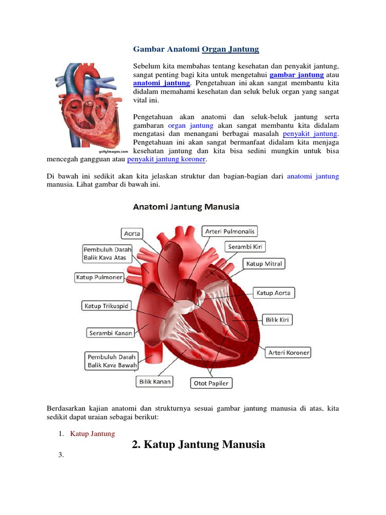 Anatomi Organ Jantung  Anatomi Organ Jantung