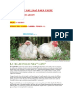 Proyectó de Gallinas para Carne