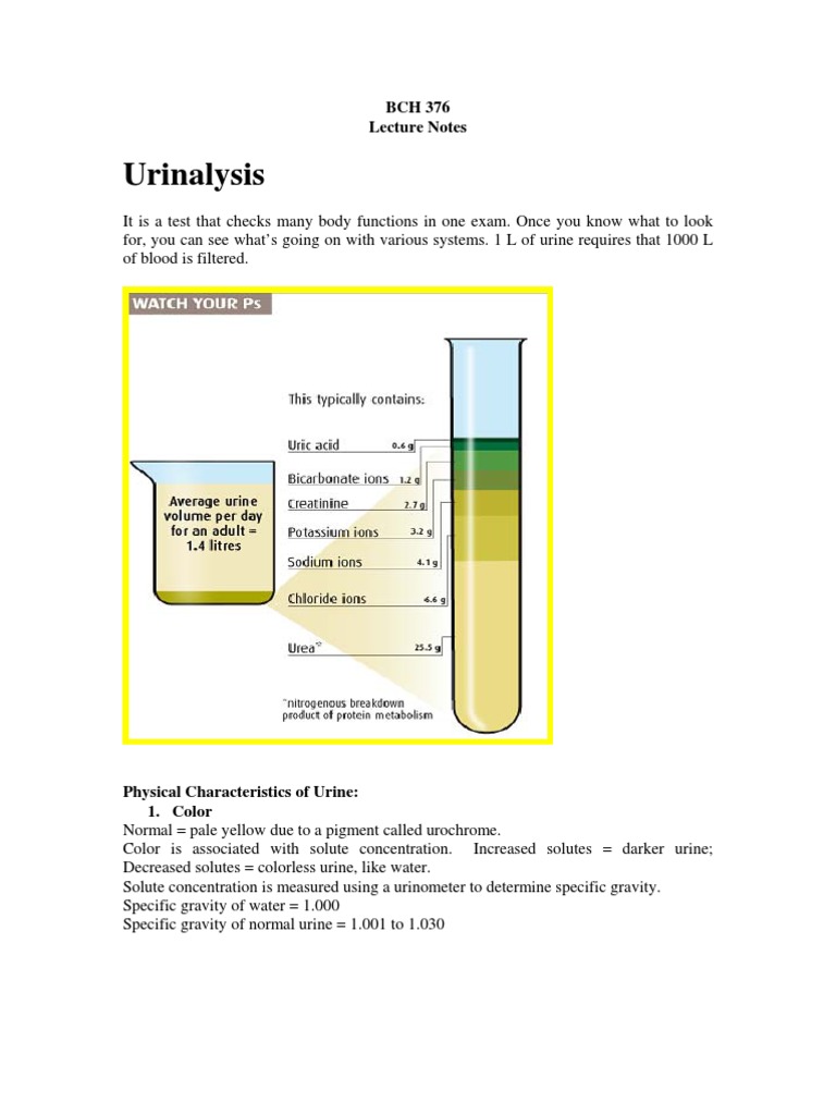 Bch 376 Urinalysis Lecture Notes Urine Urinary Tract Infection