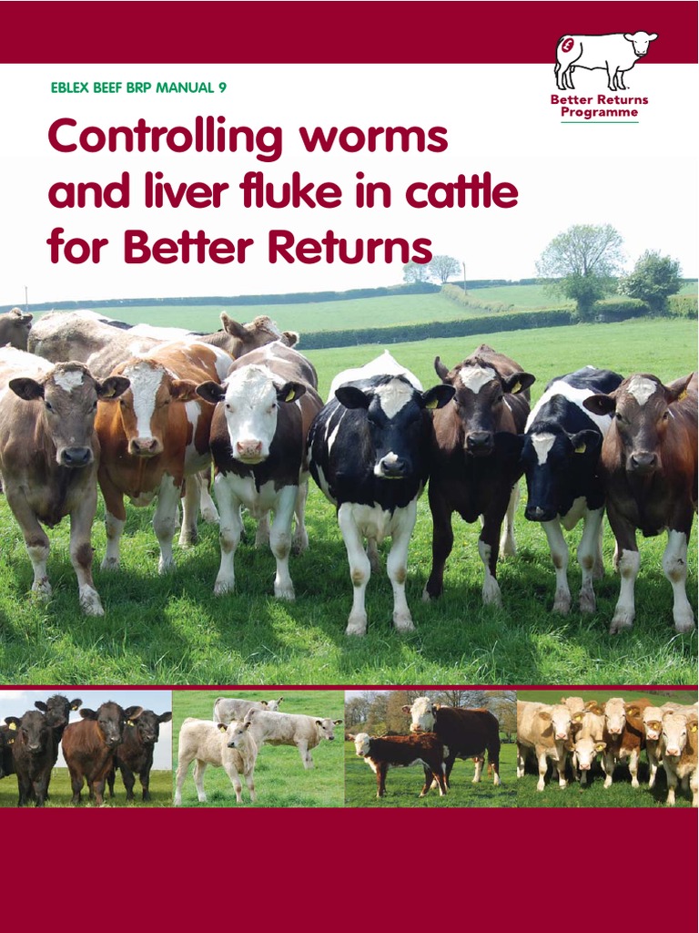 Controlling worms and liver fluke in cattle for better returns Cattle