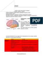 Áreas de Brodman