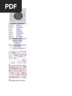 Download Bacillus Subtilis by Derdy Janli SN191266551 doc pdf