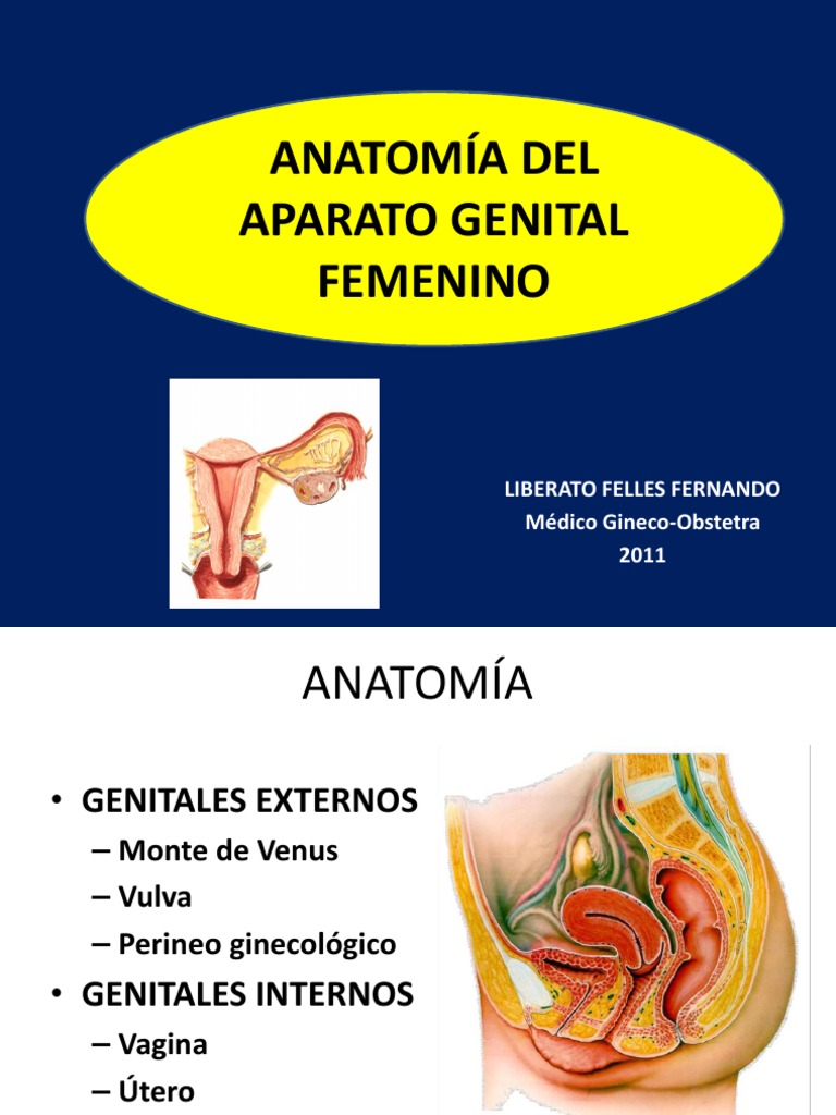 Anatomia Genital Femenino Sistema Reproductivo Sistema Reproductor