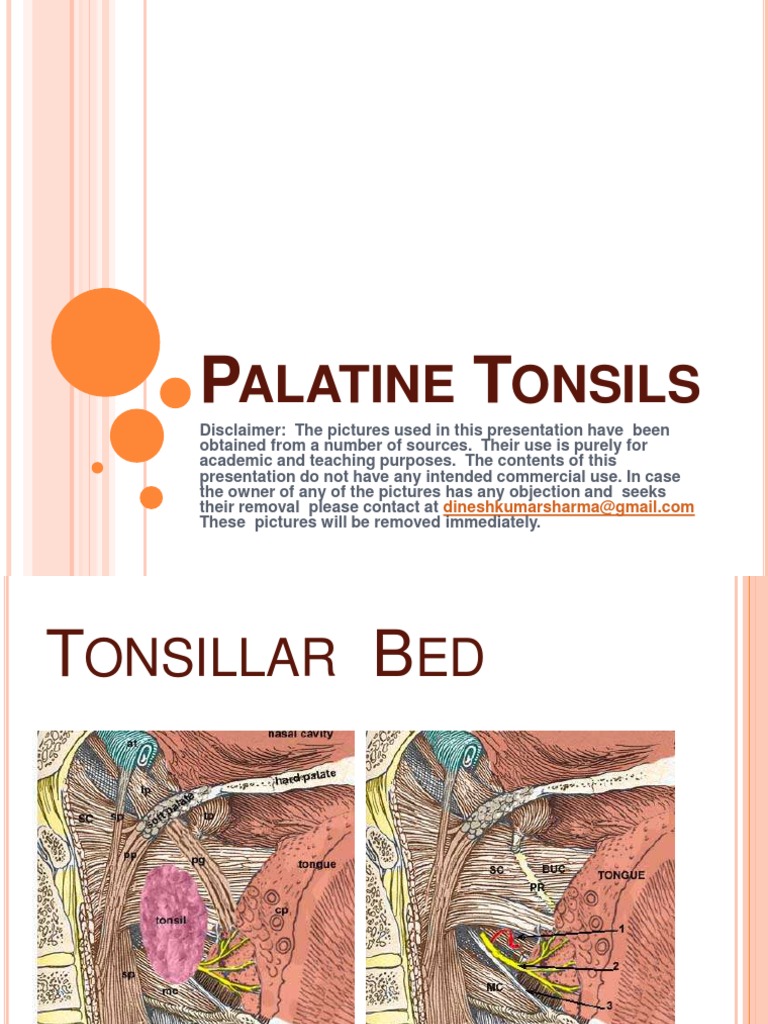 Throat Pharynx Palatine Tonsils ENT Lectures Health Sciences Wellness