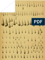 I molluschi dei terreni terziari del Piemonte e della Liguria; F. Sacco, 1892 - PARTE 11 - Paleontologia Malacologia - Conchiglie Fossili del Pliocene e Pleistocene