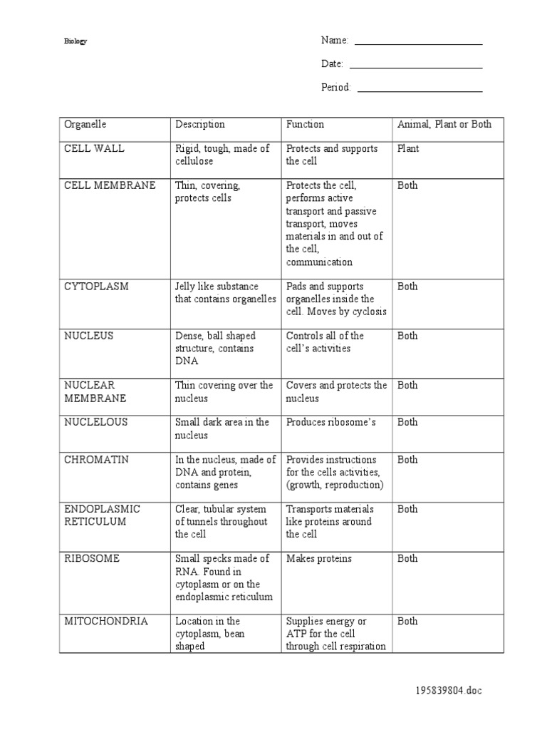 Cell Organelles Worksheet  PDF  Endoplasmic Reticulum  Cell Pertaining To Cells And Organelles Worksheet