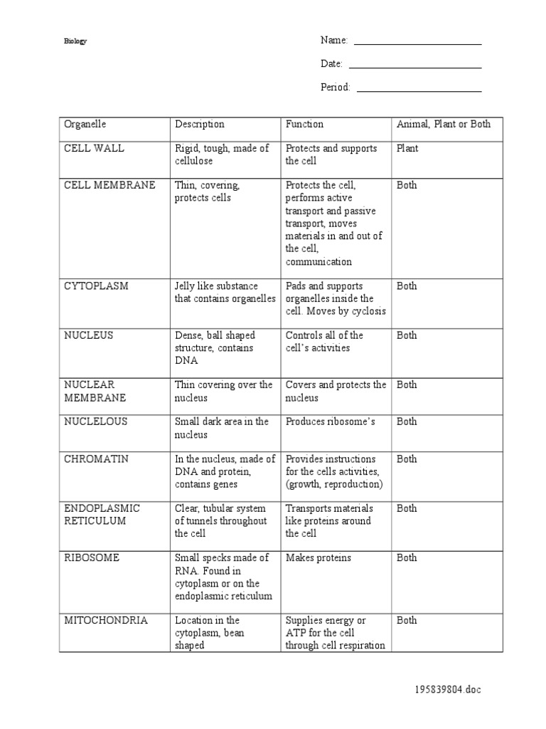 Cell Organelles Worksheet  PDF  Endoplasmic Reticulum  Cell Regarding Cell Organelles Worksheet Answer Key