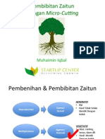 Pembibitan Zaitun Dengan Micro-Cutting