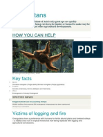 Orangutans: How You Can Help