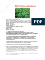 MANJERICÃO (Ocimum basilicum)