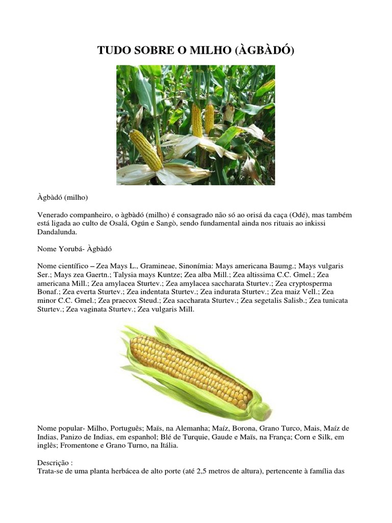 Tudo sobre o Milho: Cultivo e Uso | PDF | Gastronomia, comida e vinho ...