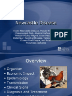 Newcastle Disease