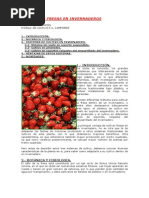 Fresas en Invernadero