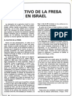 15.cultivo de Fresa en Israel