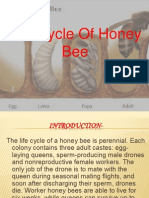 Life Cycle of Honey Bee