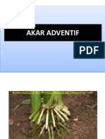 Akar Adventif