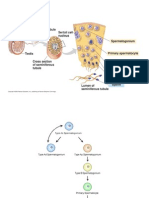 spermatogeneza+ovogeneza