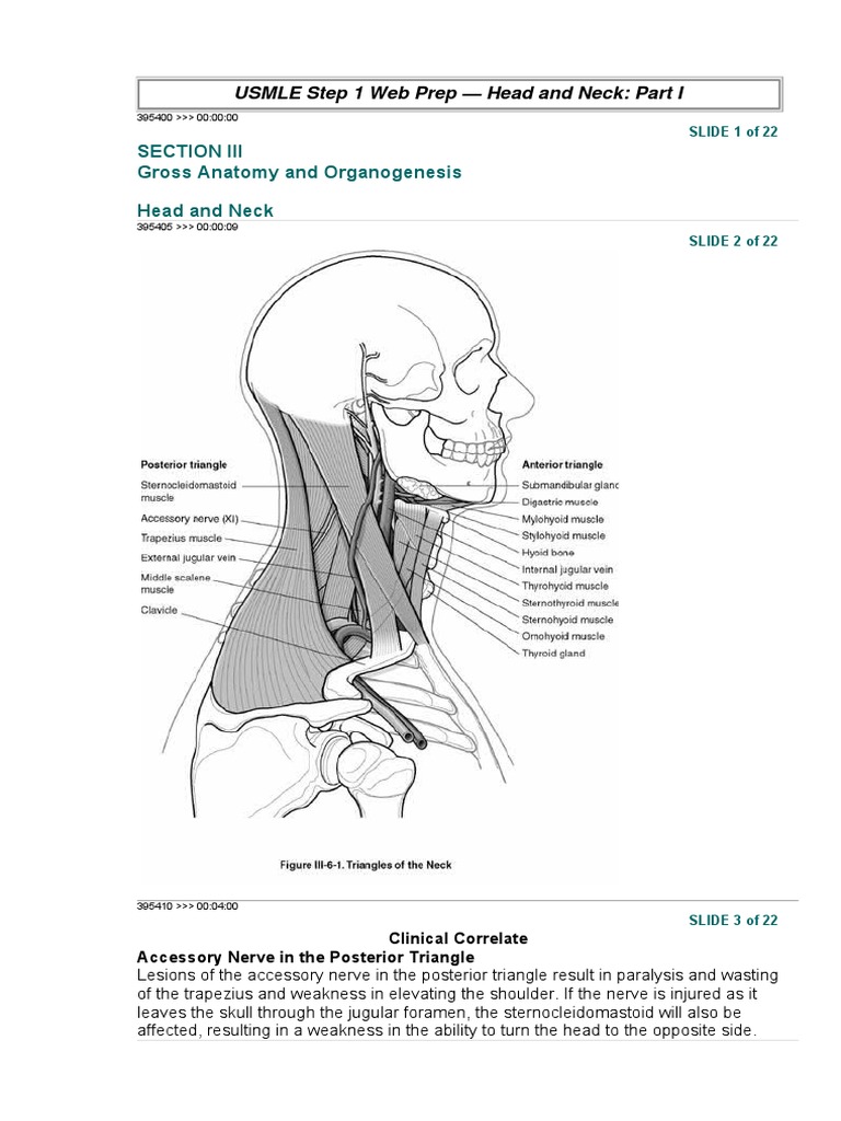 Section Iii Gross Anatomy and Organogenesis Head and Neck | PDF | Neck ...