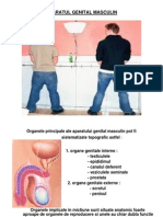 Fiz A2S2 C09 AP Genital Masculin