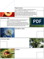 Seed Dispersal Poster