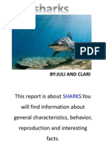 Report Sharks Juli and Clari