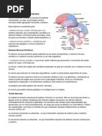 Sistema Nervoso10