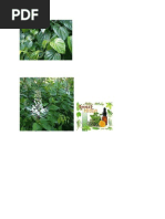 Download Apotik hidup by Kartikasari Pratiwi SN192262607 doc pdf