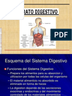 Anatomia Del Aparato Digestivo
