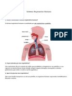 Sistema Respiratório Humano