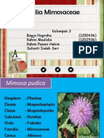 Familia Mimosaceae Emtum