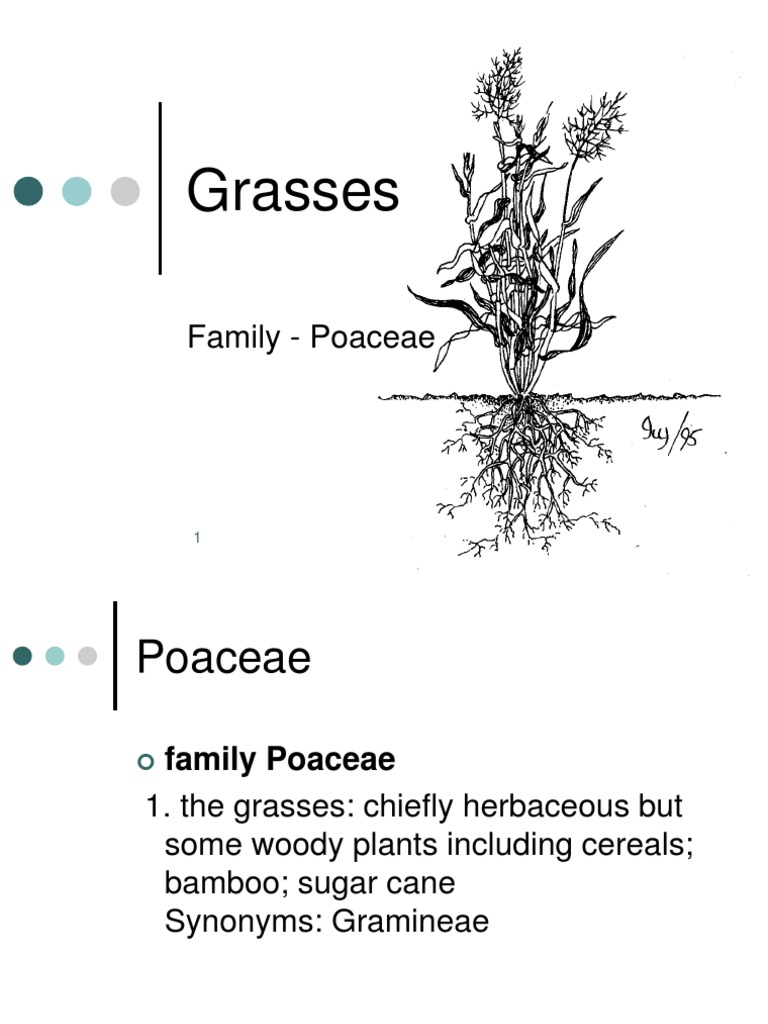 Grass & Legumes Legume Flowers