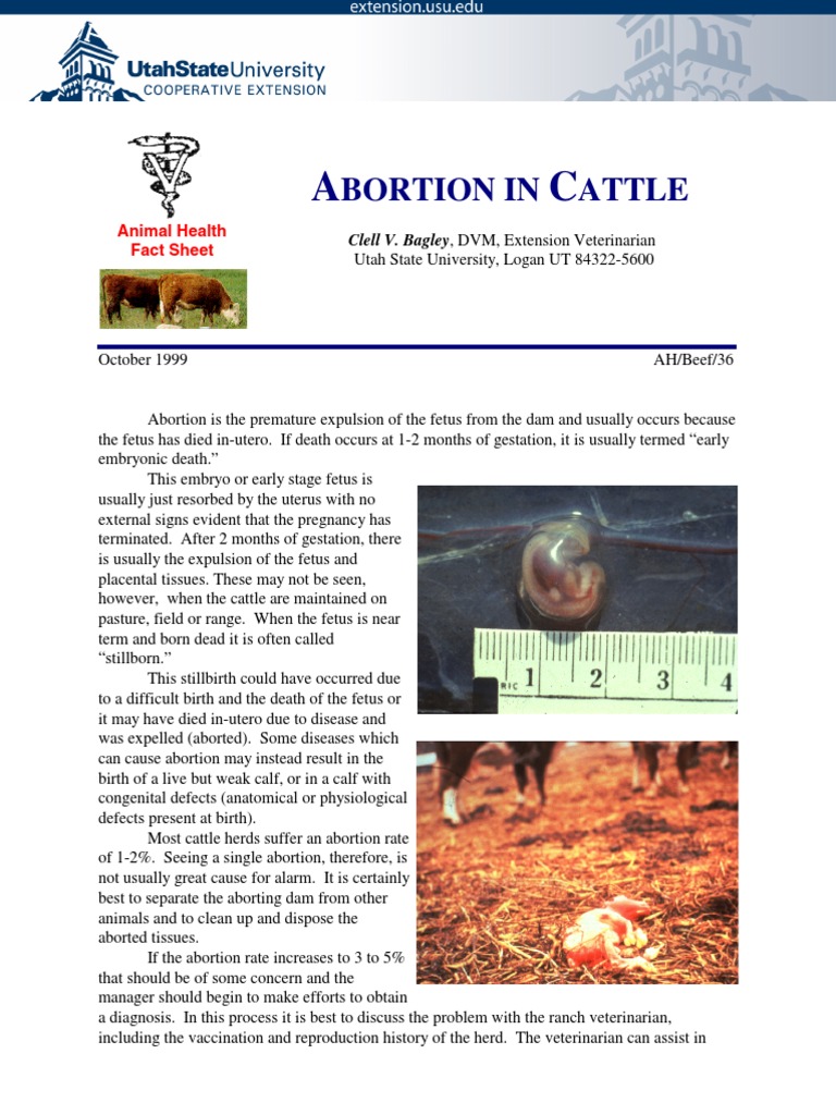 Abortion in Cattle PDF Miscarriage Infection