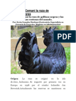 Ayam Cemani La Raza de Gallinas Negras PDF