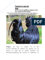 262. Ayam Cemani la raza de gallinas negras.pdf