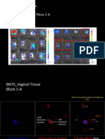 BN75 - Vaginal Tissue IVIS Data Focusing On Vaginal Piece 1-A