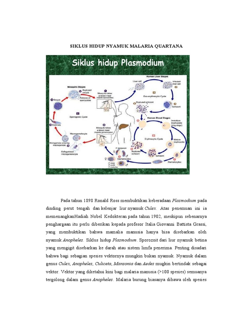 SIKLUS HIDUP malaria quartana