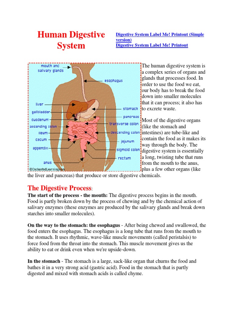 Human Digestive System | PDF | Human Digestive System | Digestion