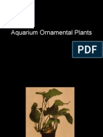 Aquarium Ornamental