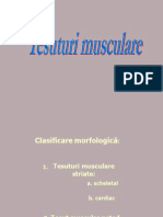 Tesuturi Musculare